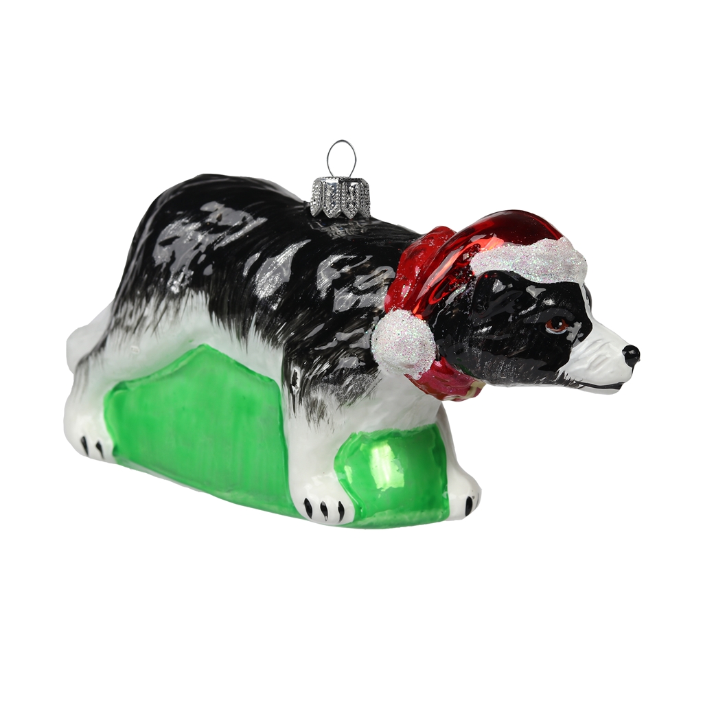 Border Collie mit Weihnachtsmütze